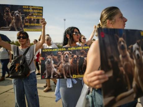 Thousands of Turks protest controversial law to remove stray dogs